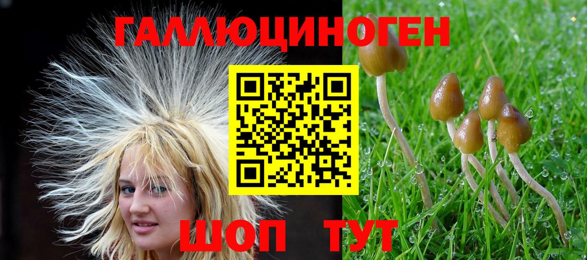 Зерноград  Галлюциногенные грибы Psilocybine cubensis  хочу наркоту  Вход с VPN 